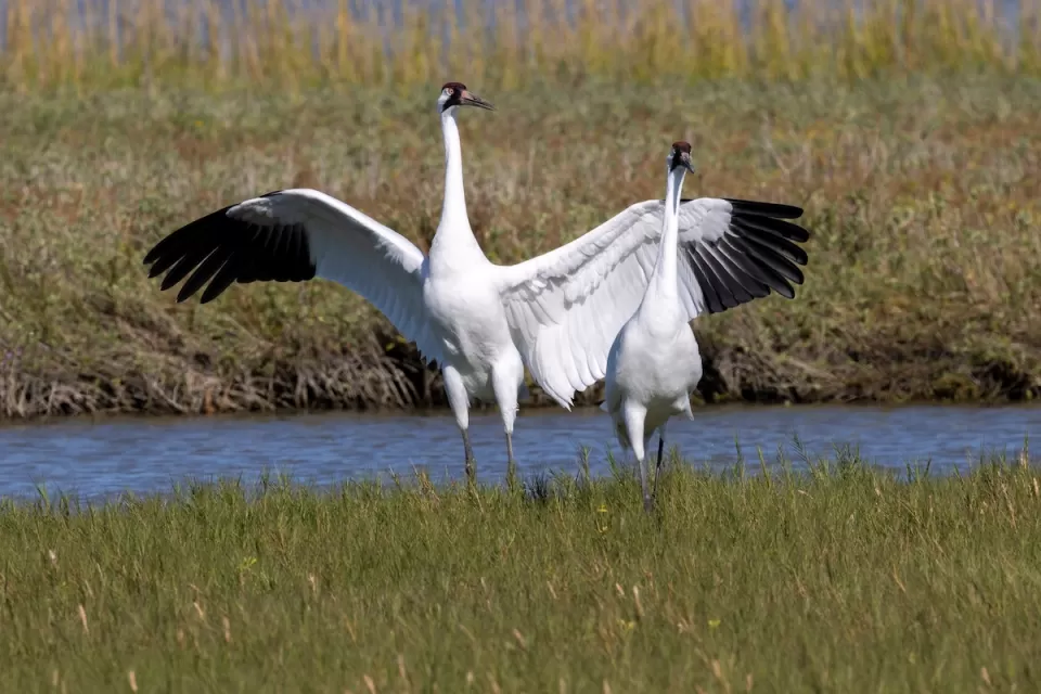 Two Critically Endangered Whooping Cranes in Aransas National Wildlife Refuge, Texas.